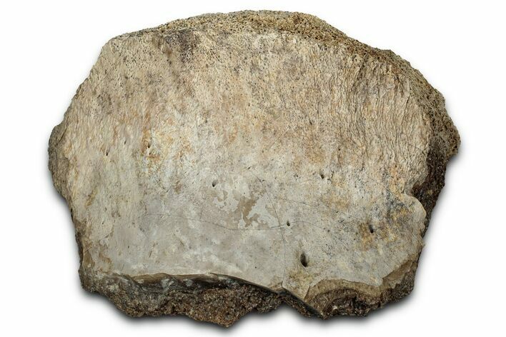 Fossil Tyrannosaur (T rex) Vertebra Section - Wyoming #350394